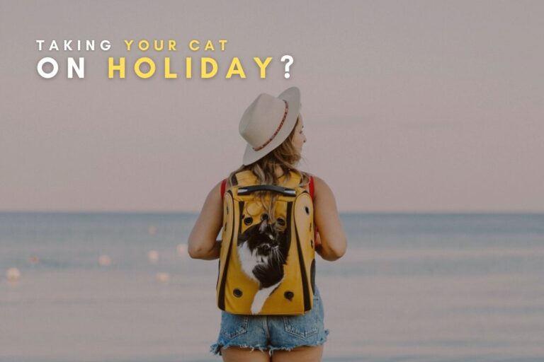 Should You Take Your Cat On Holiday?