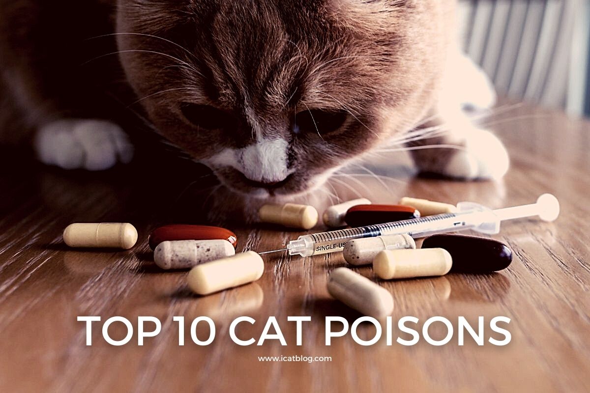 Top 10 Cat Poisons
