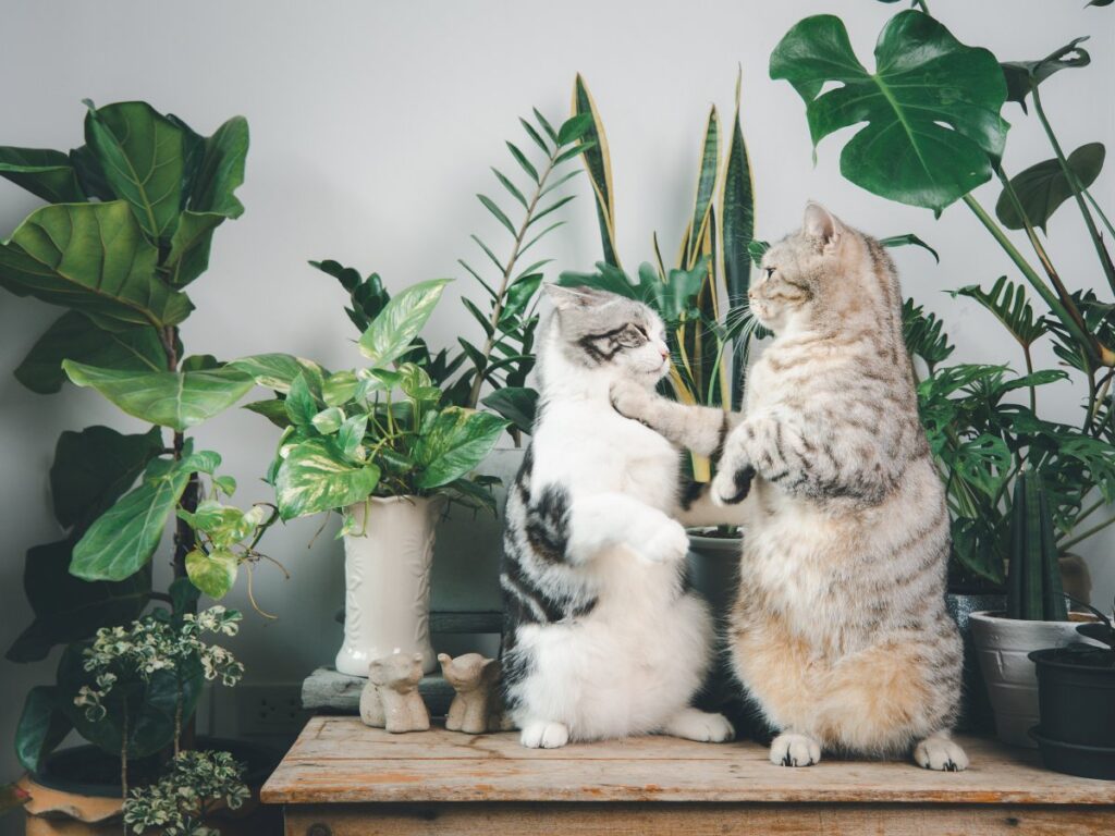 Two cats are standing and punching each other