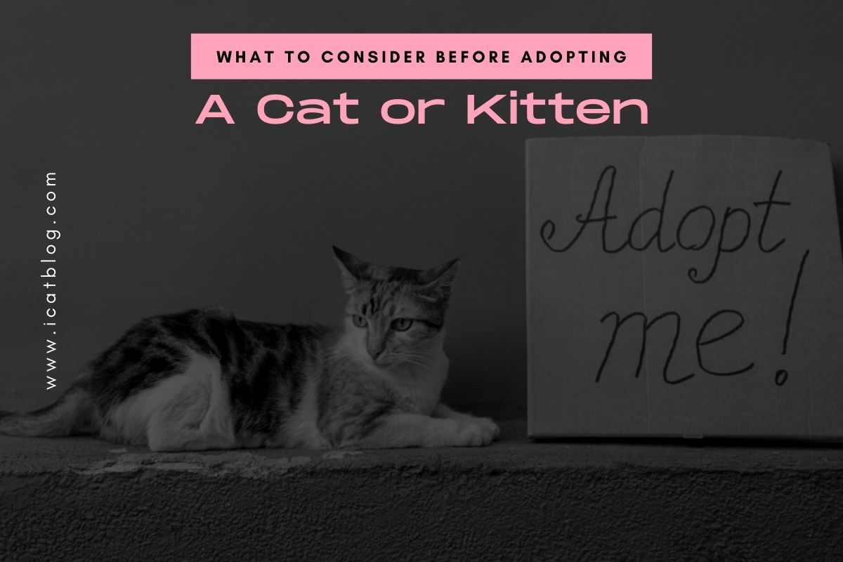 What to Consider Before Adopting a Cat or a Kitten?