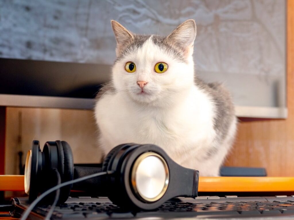 White spotted cat near headphones