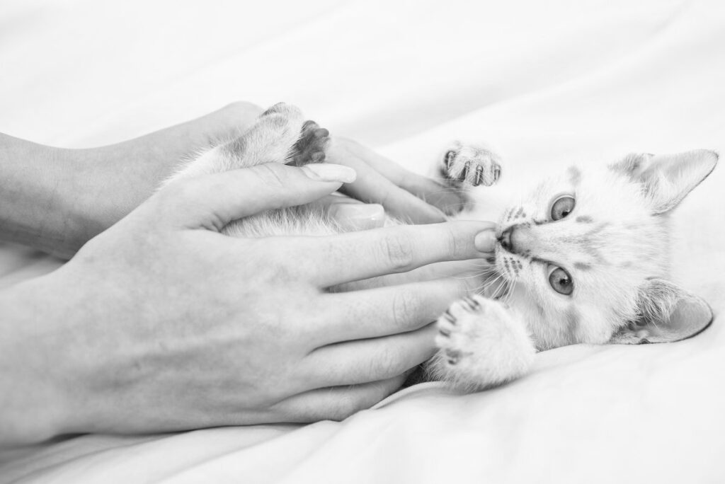 A woman is caring a newborn Maine Coon kitten