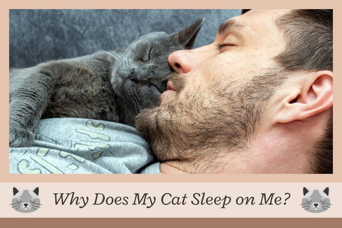 Why does my cat sleep on me?