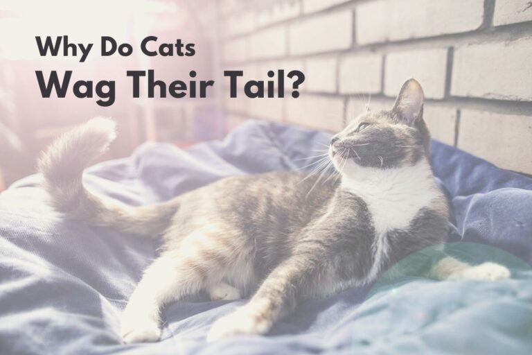 Why Do Cats Wag Their Tails?