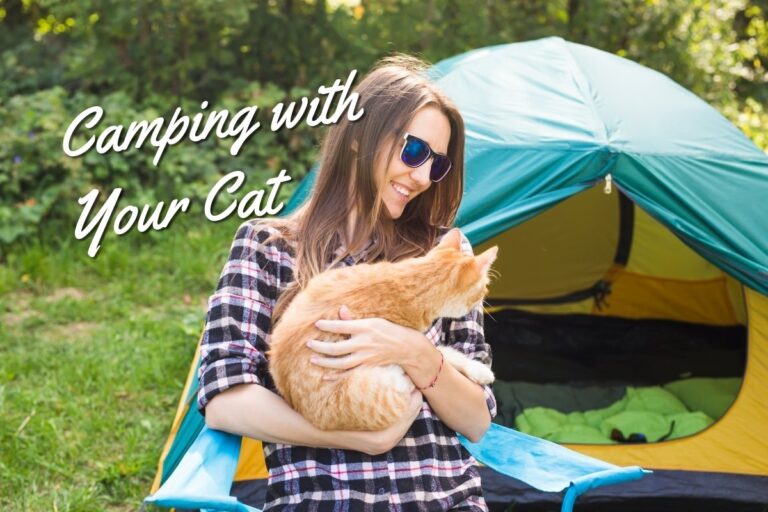 Camping with your cat