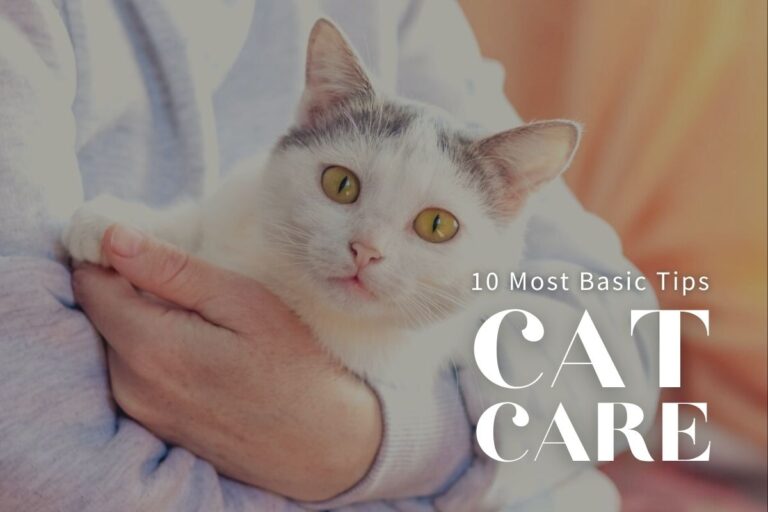 10 Basic Cat Care Tips Every Owner Must Know