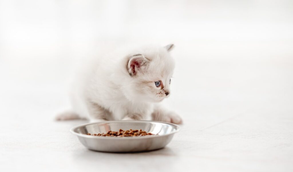 An adorable kitten is refusing to eat