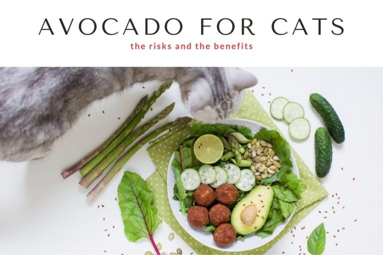 Avocado for Cats: Learn the Risks and Benefits