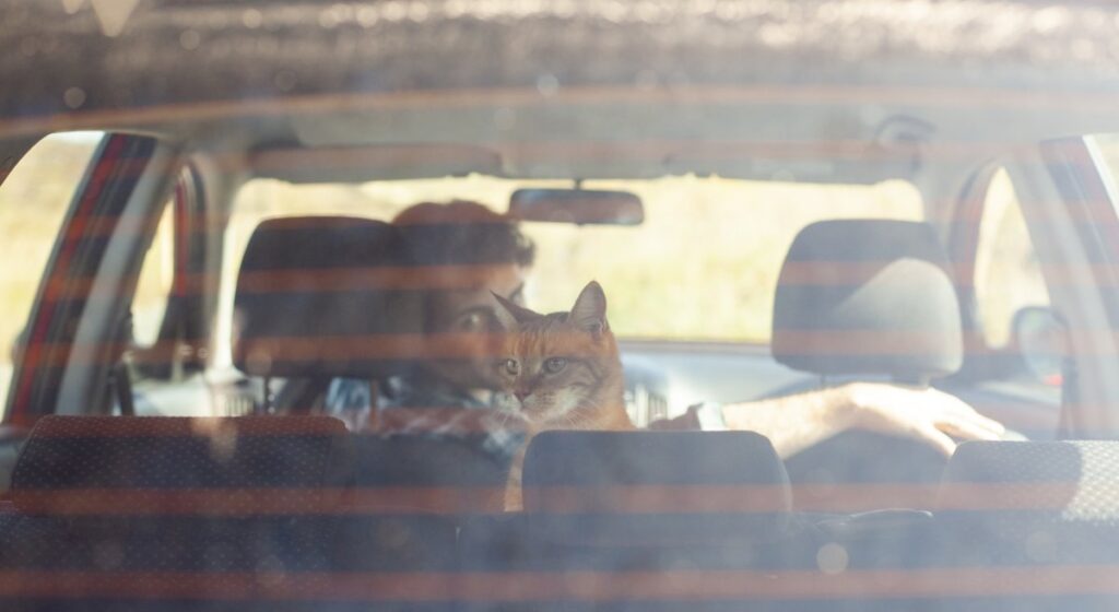 Driving with a cat