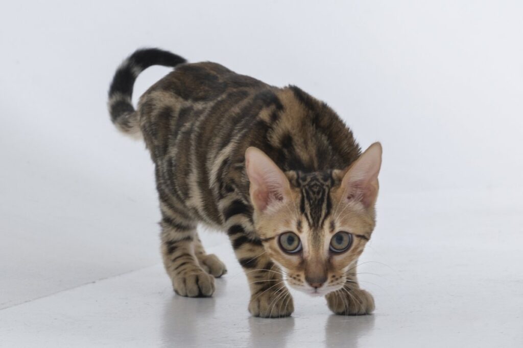 A Bengal cat is anxiously following someone