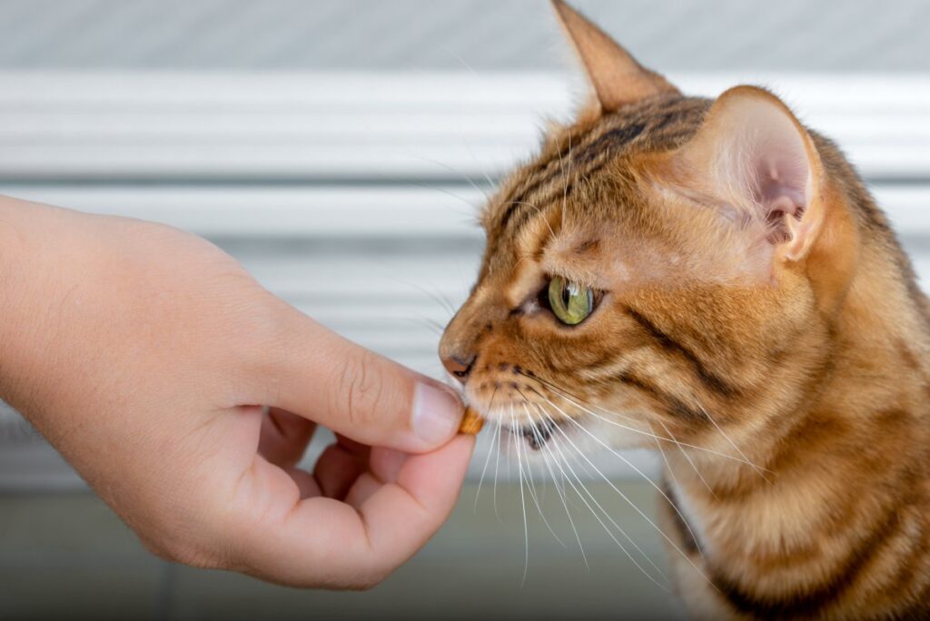 A golden Bengal cat is getting a treat from its owner
