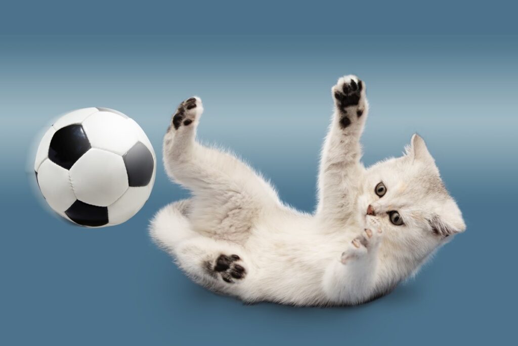 A cat and a soccer ball
