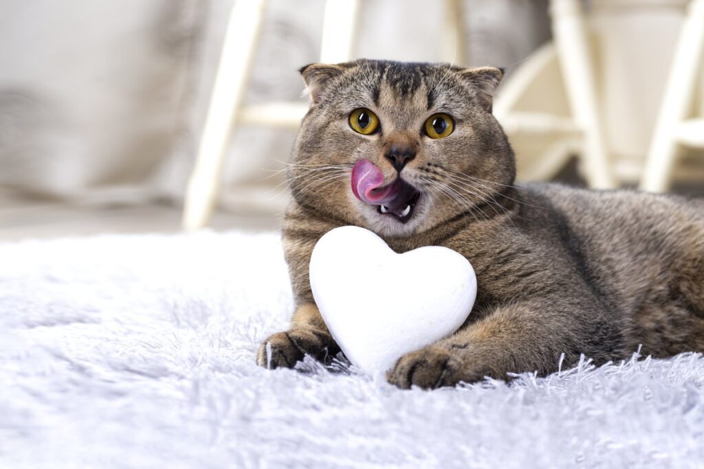 A brown Scottish fold cat is holding a white heart
