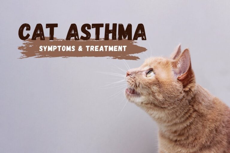 Cat Asthma - Symptoms and Treatment