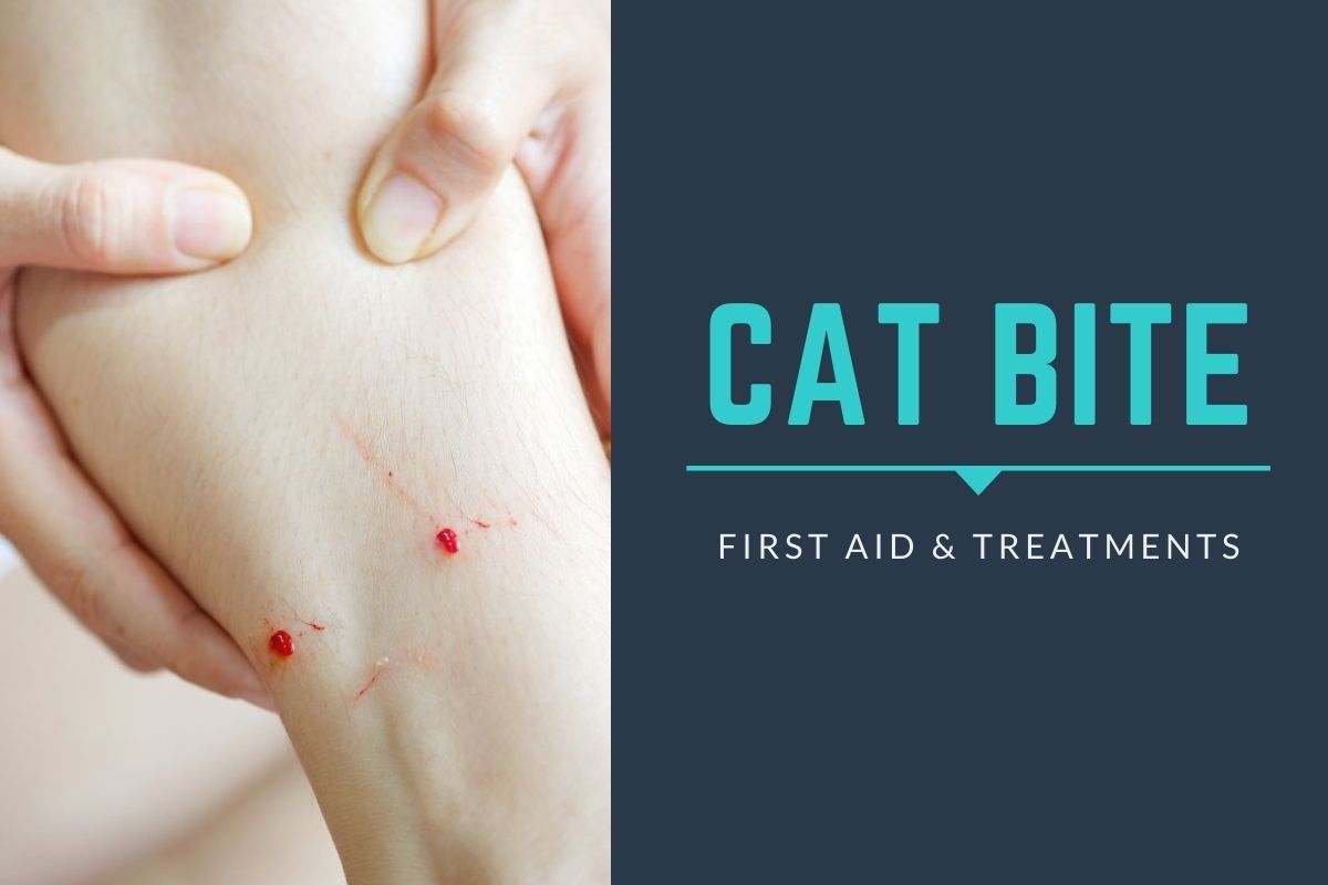 Cat Bite: First Aid and Treatment