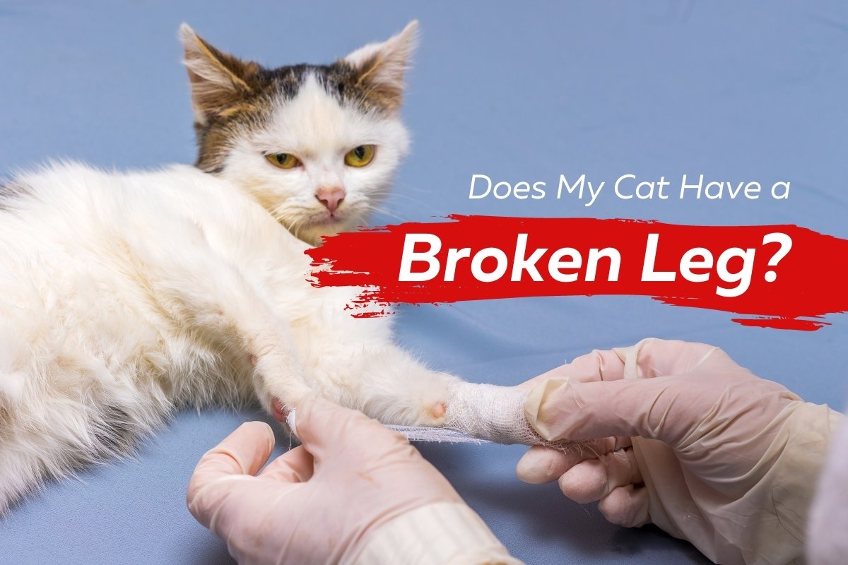 Does my cat have a broken leg?