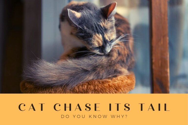 Why Do Cats Chase Their Tails?