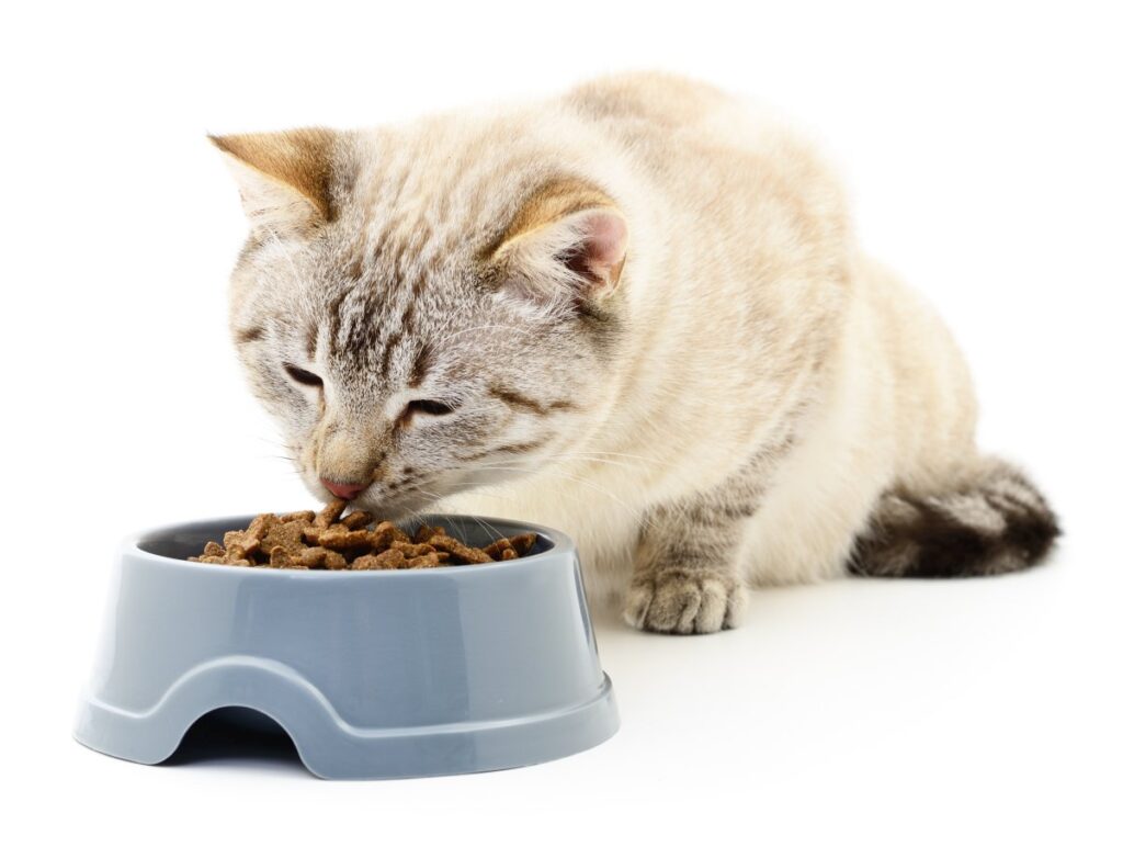 A cute white cat is eating dry foods