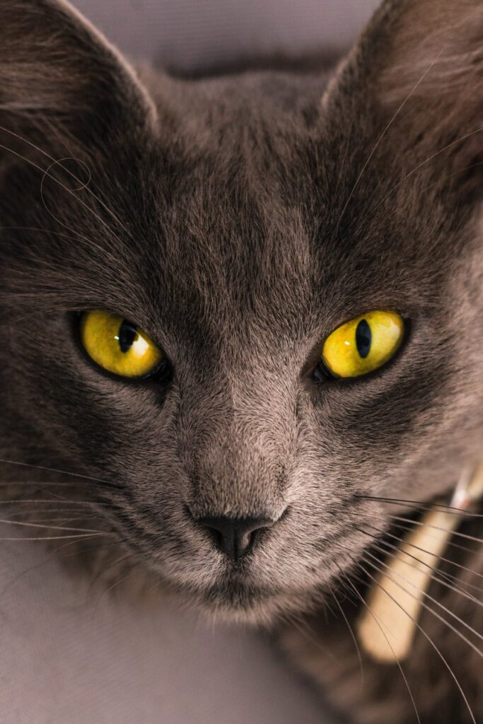 A close up photo of a cat's yellow eyes