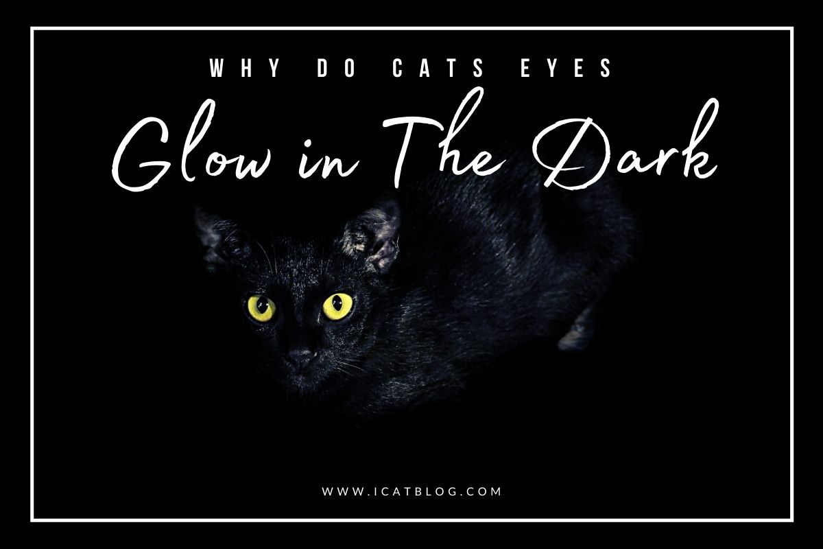 Why Do Cats Eyes Glow in the Dark?