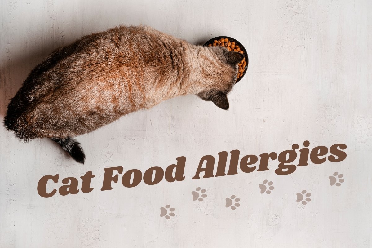 Cat Food Allergies