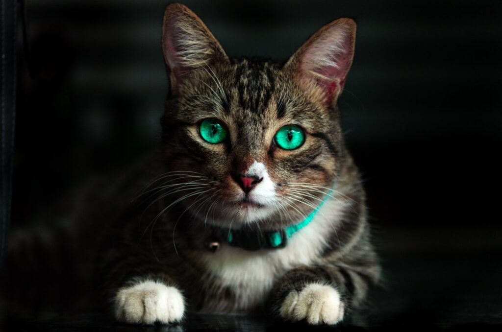 A brown cat with beautiful green eyes