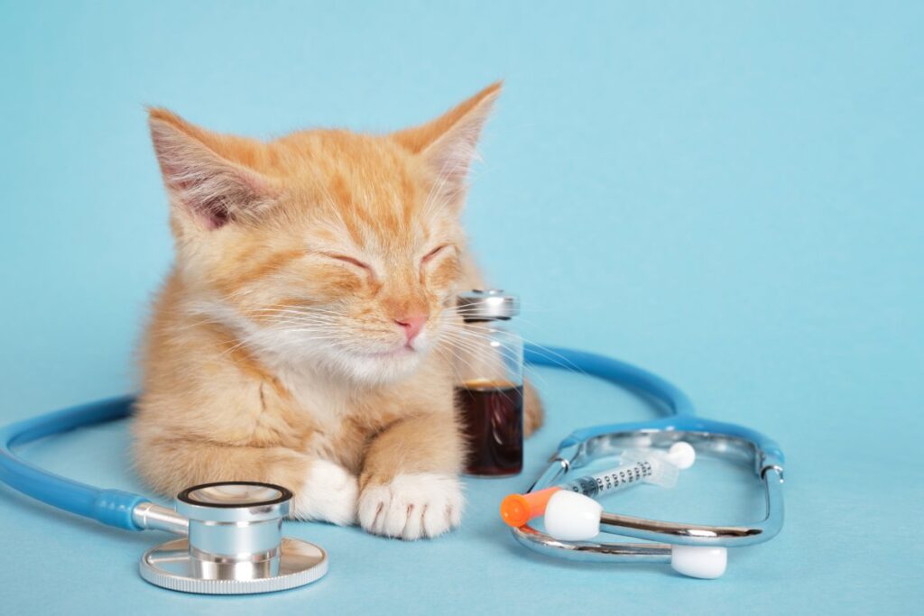 A cat, a stethoscope, and an insulin syringe