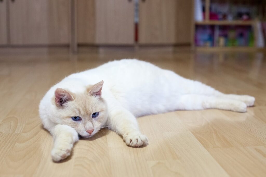 Cat lying on floor in a room
