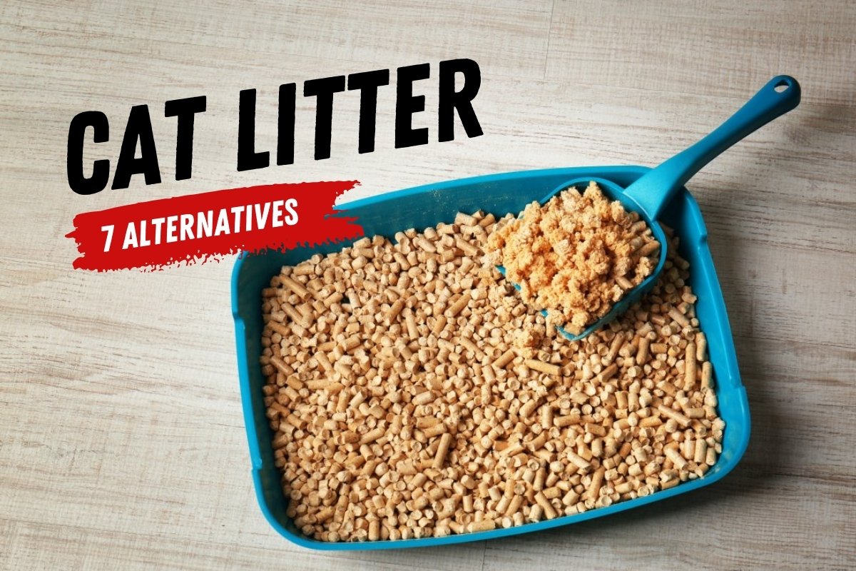 7 Alternatives to Cat Litter