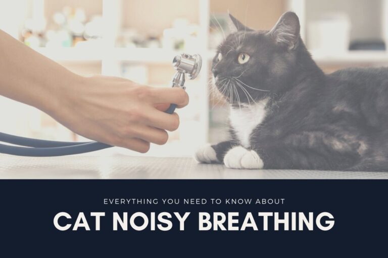 Cat Noisy Breathing: Everything You Should Know!