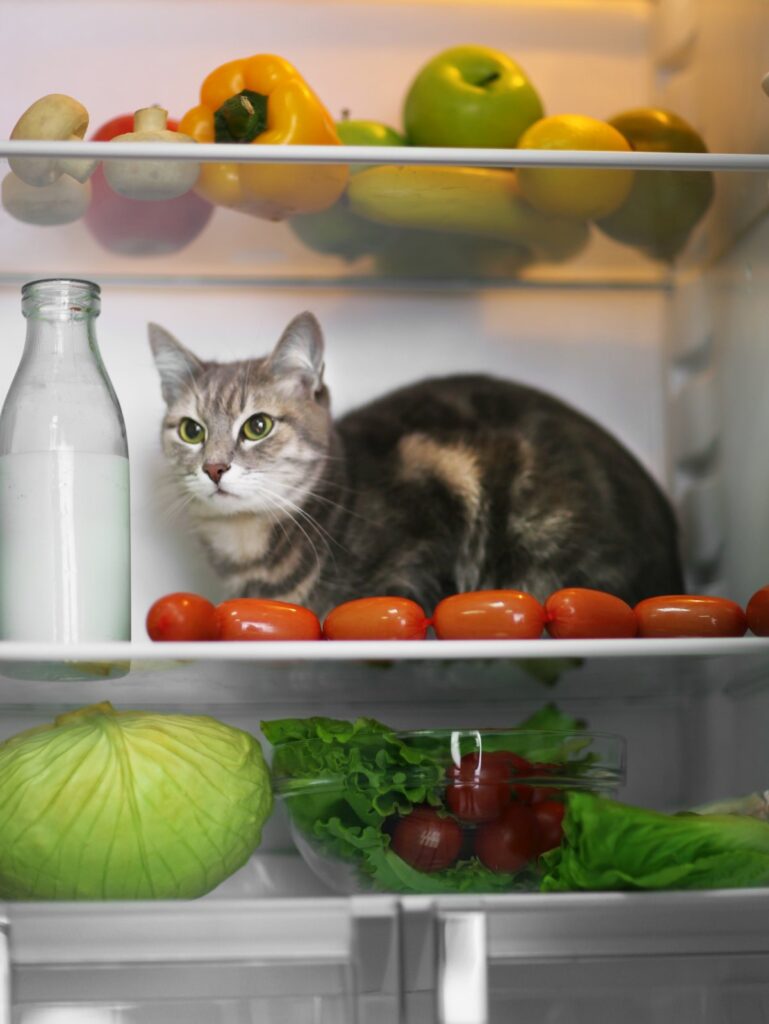 A cat is sitting inside a refrigerator