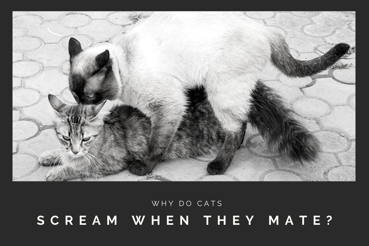 Why Do Cats Scream When They Mate?