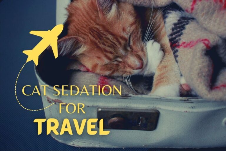Do You Need to Sedate Your Cat for Travel?
