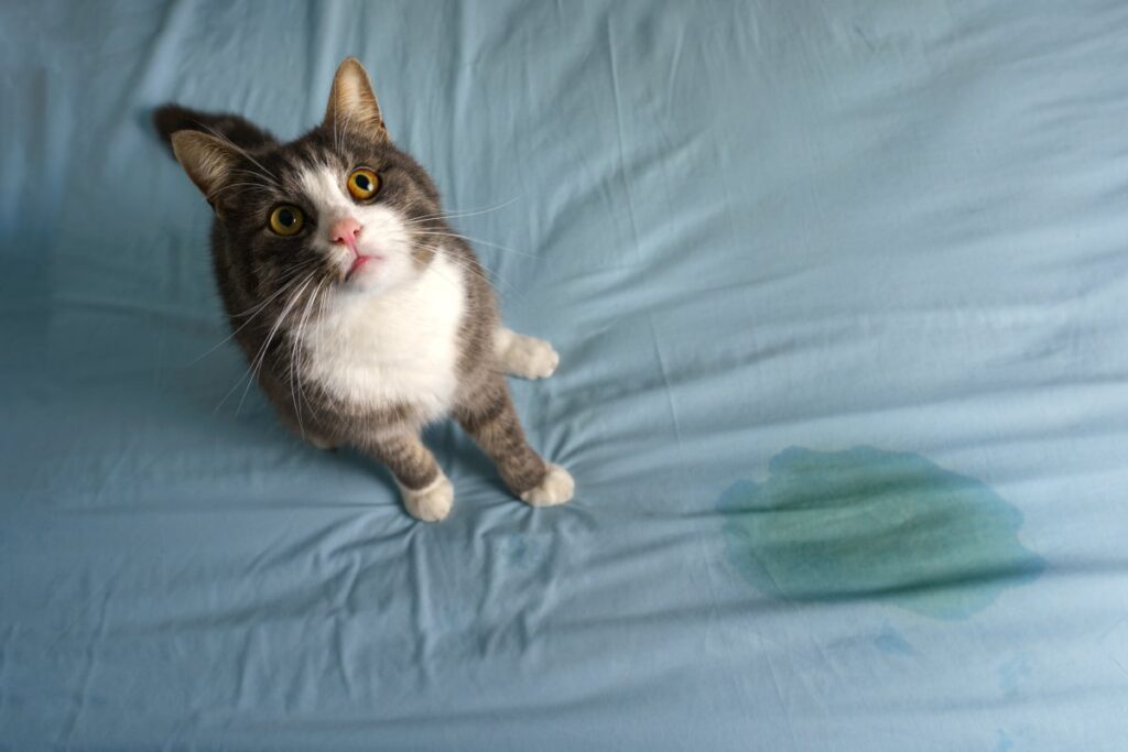 Cat sitting near wet spot on the bed