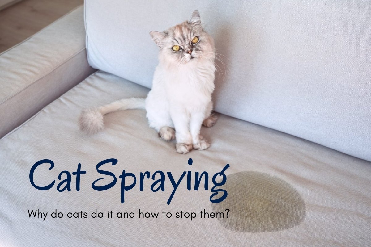Cat Spraying: Why and How to Stop It