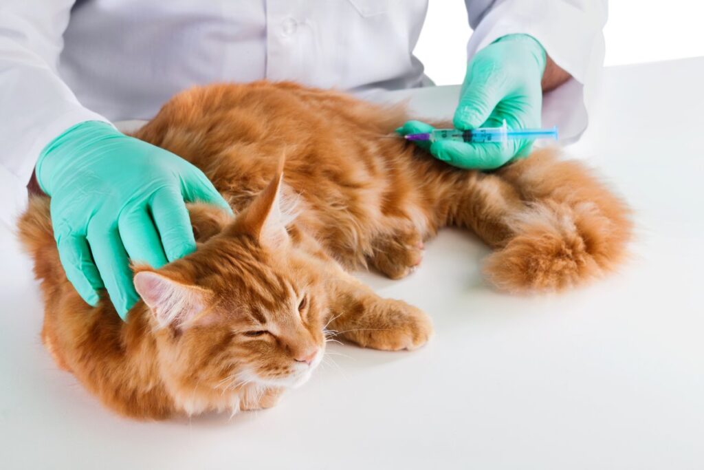A vet is giving a vaccine for a cat pet