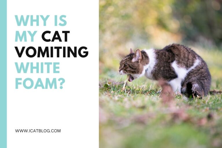 Why Is My Cat Vomiting White Foam?