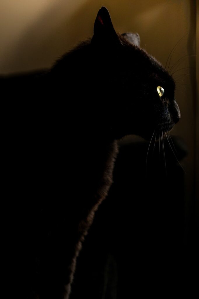 The eye of a cat is glowing in the dark
