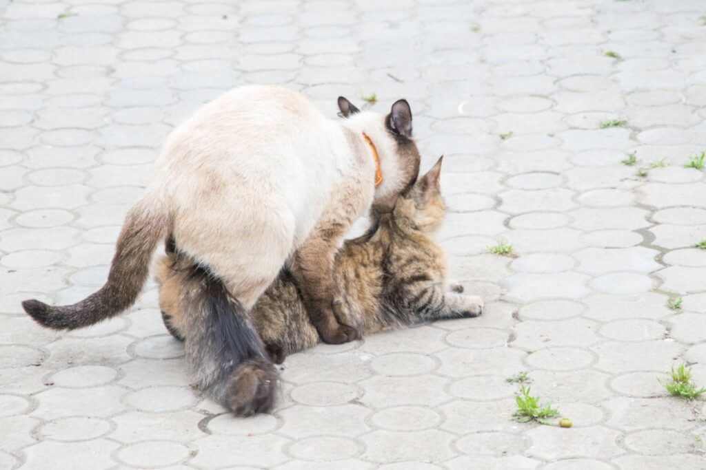 Two cats are currently mating