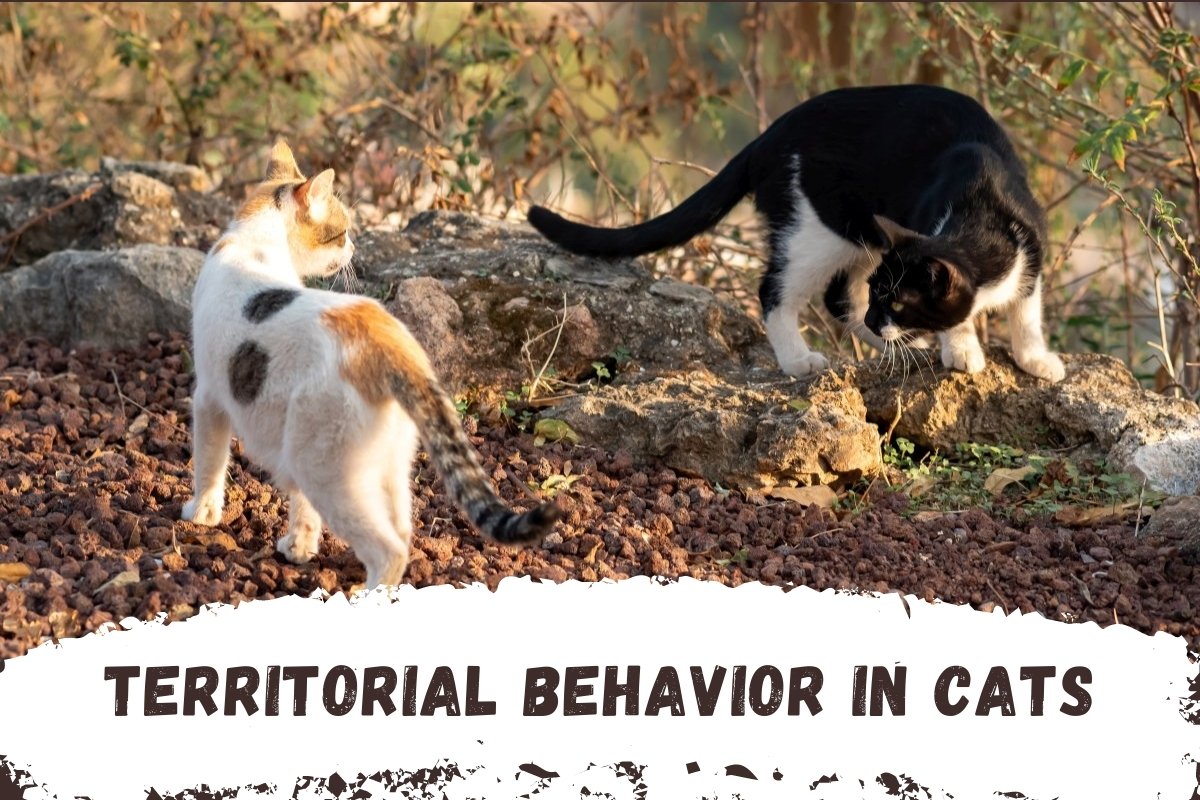 Territorial Behavior in Cats