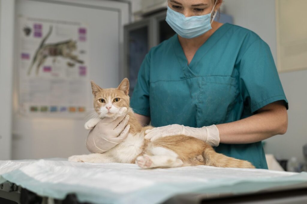 A vet is taking care of a cat