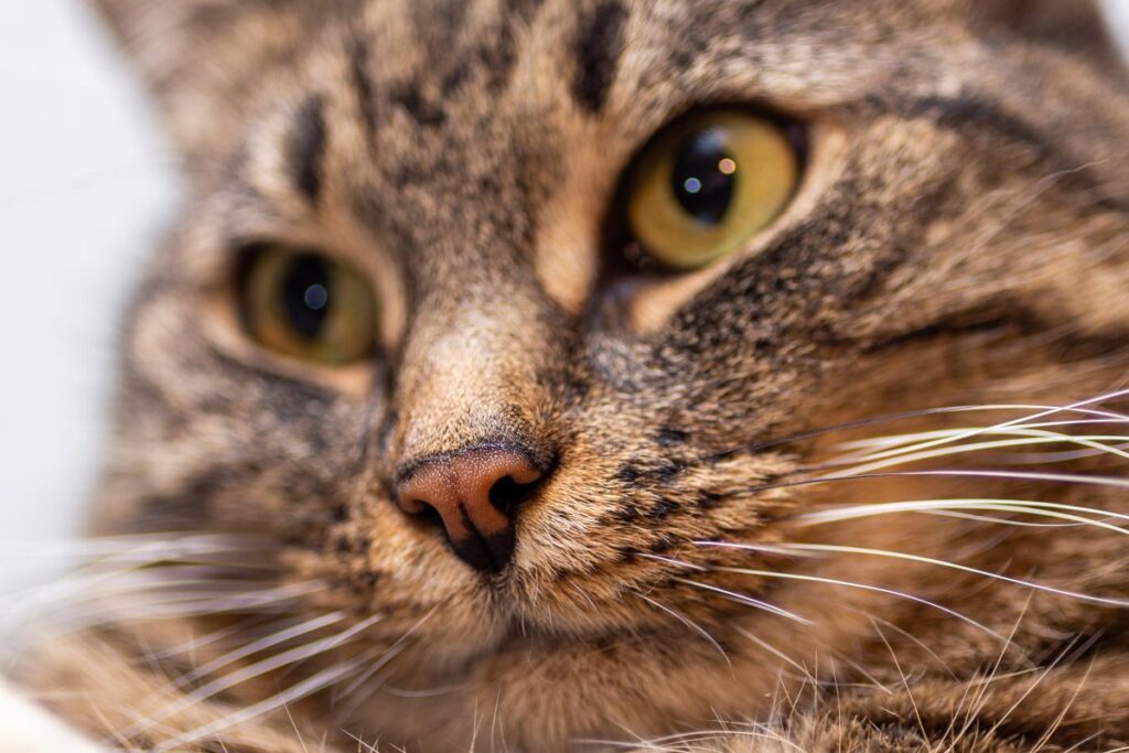 Close up of a cat's nose