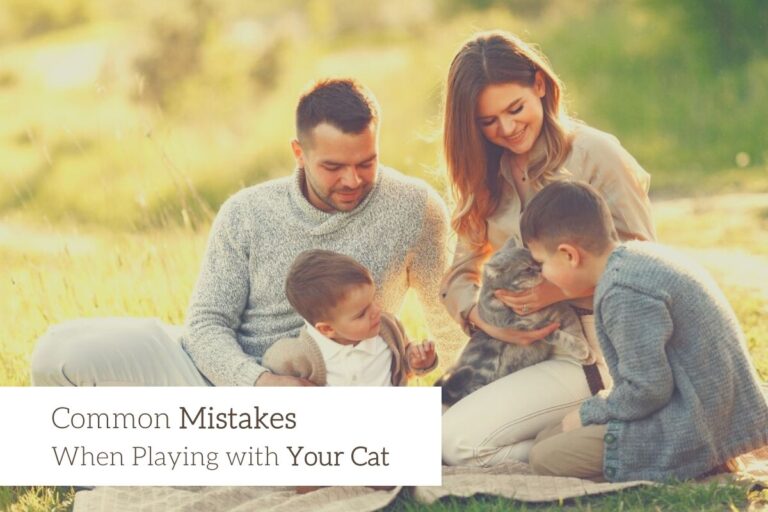 Common Mistakes When Playing with Your Cat