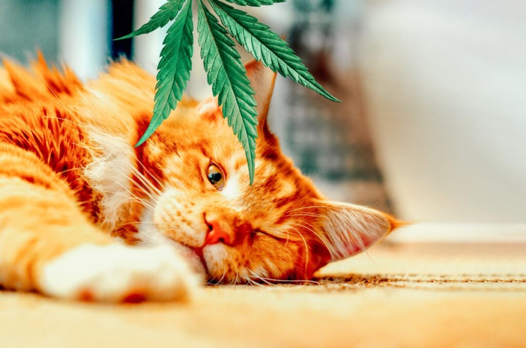 A cat and hemp leaves