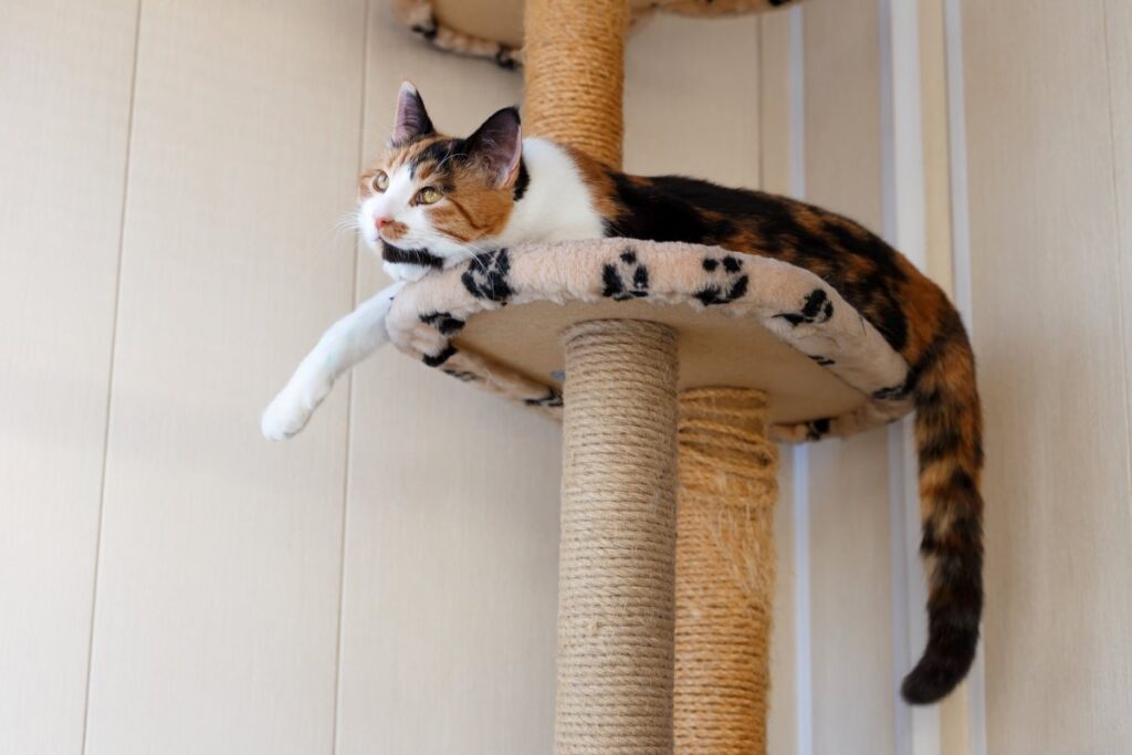 A beautiful tricolor cat is sitting on its tree house