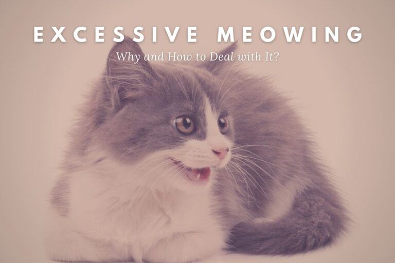 Excessive Cat Meowing: Why and How to Deal?