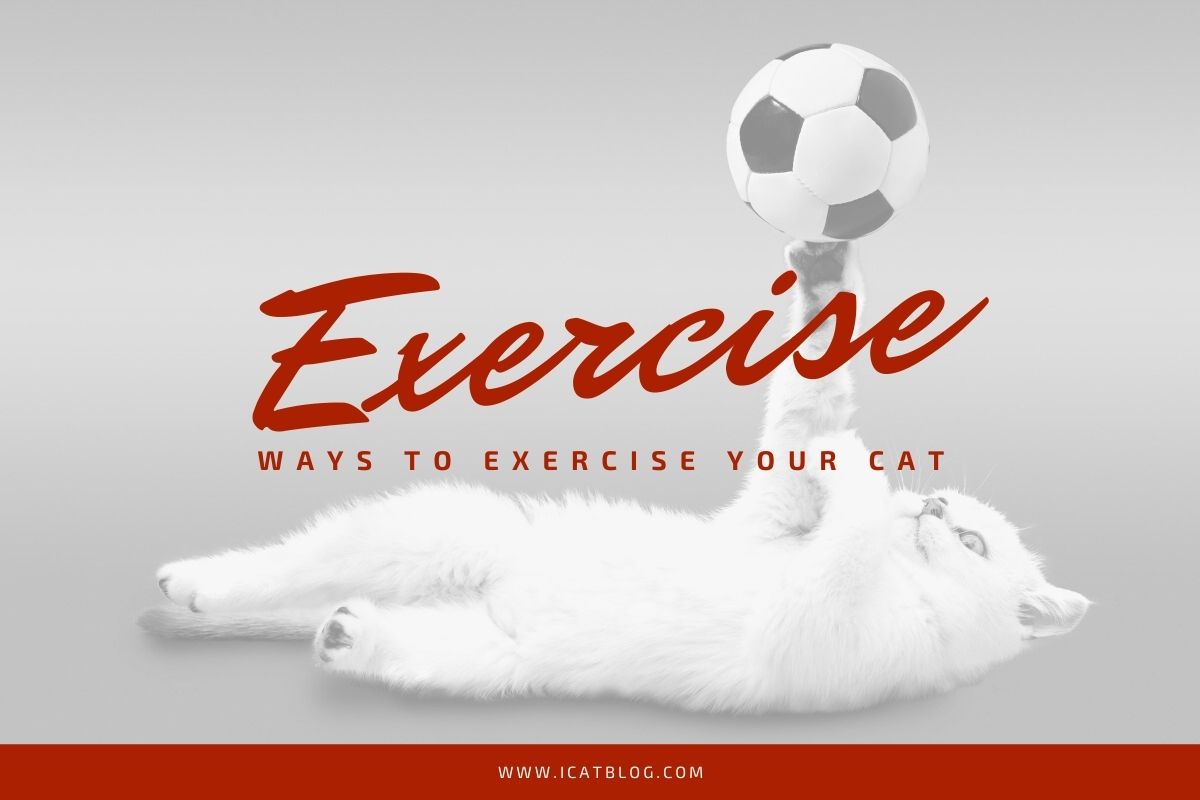 Ways To Exercise Your Cat