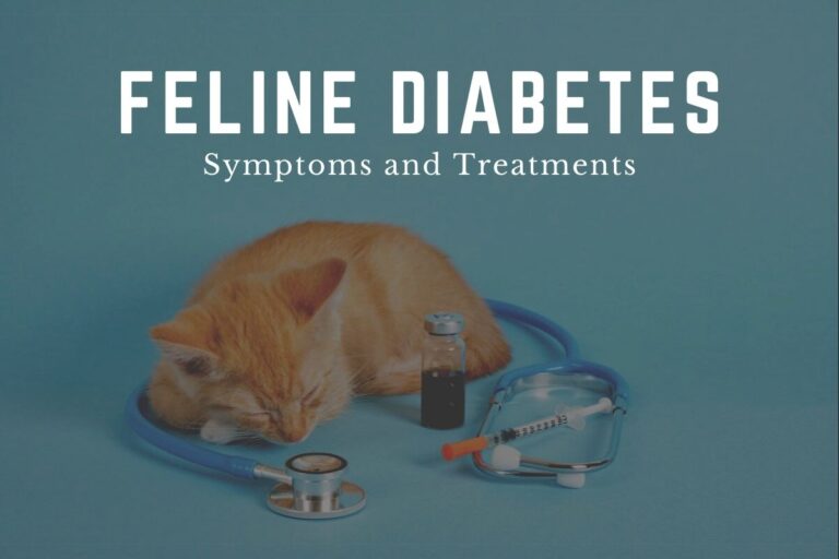 Feline Diabetes: Symptoms and Treatments