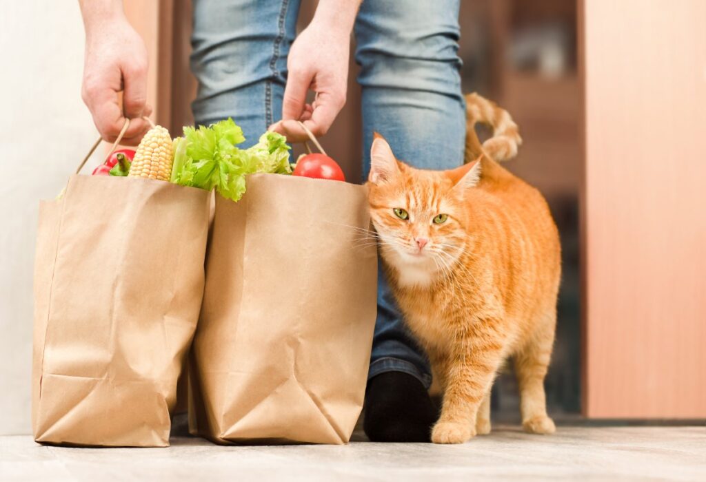 An adorable cat meets its owner after shopping