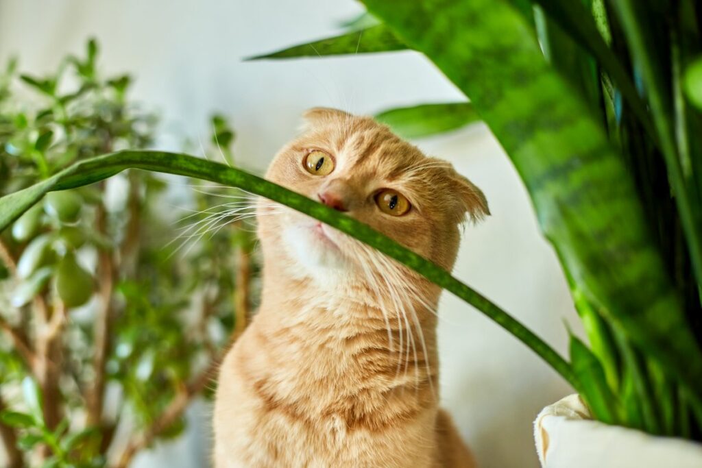 Ginger cat smelling plants